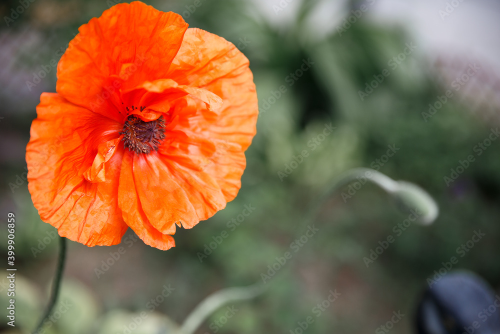Blooming red poppy flower close-up. Large flower on the garden background. Blooming red poppy flower close-up. Large flower on the garden background.