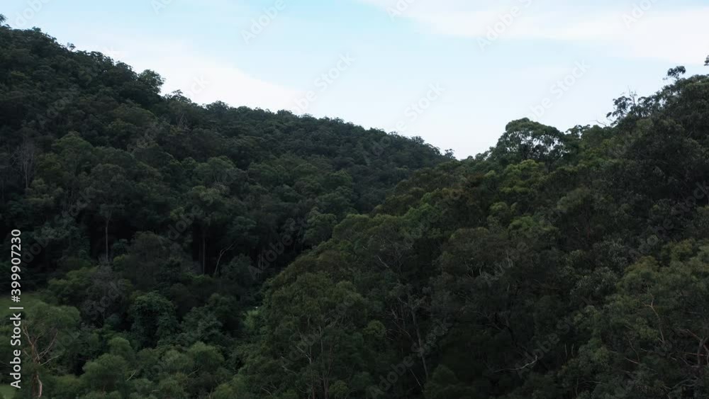 Aerial drone shot rising up out of the forest and flying over a thickly populated green forest of trees Aerial drone shot rising up out of the forest and flying over a thickly populated green forest of trees