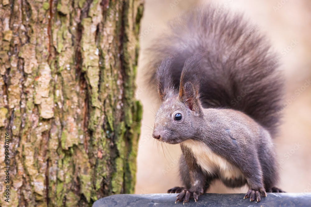 Red squirrel ( Sciurus vulgaris ) Cute arboreal, omnivorous rodent . Detailed Portrait of eurasian squirrel. Red squirrel ( Sciurus vulgaris ) Cute arboreal, omnivorous rodent . Detailed Portrait of eurasian squirrel.
