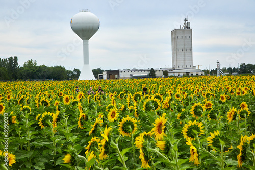 Small town USA on the edge of a gigantic sunflower field in the middle of the midwest