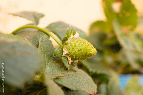 Planta con fresa