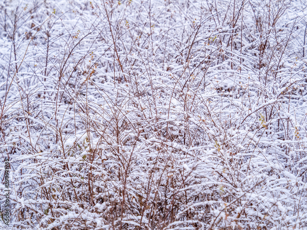 Tree branches in winter covered with snow and frost in snowfall. Frozen tree branches. Tree branches in winter covered with snow and frost in snowfall. Frozen tree branches.