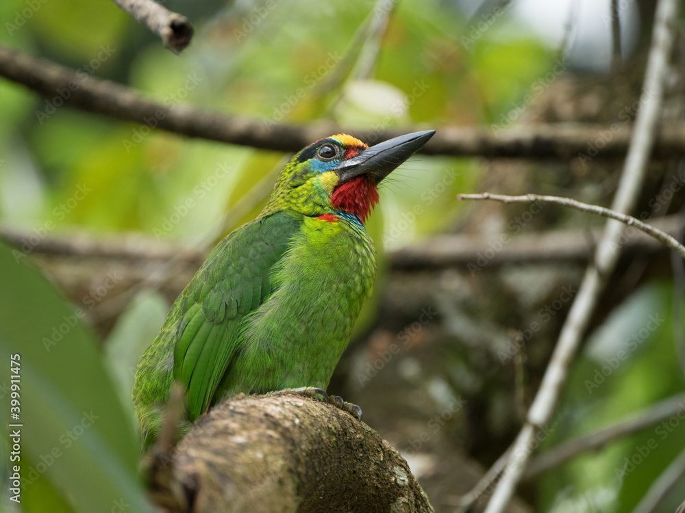 Obraz premium Beautiful green bird, Red-throated Barbet (Megalaima mystacophonos)