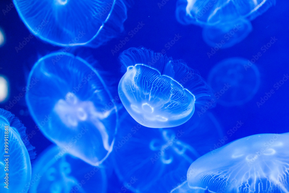 水族館でライトに照らさているクラゲ 水族館でライトに照らさているクラゲ