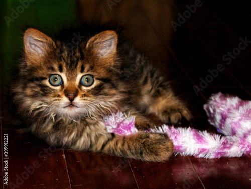 portrait of a cat