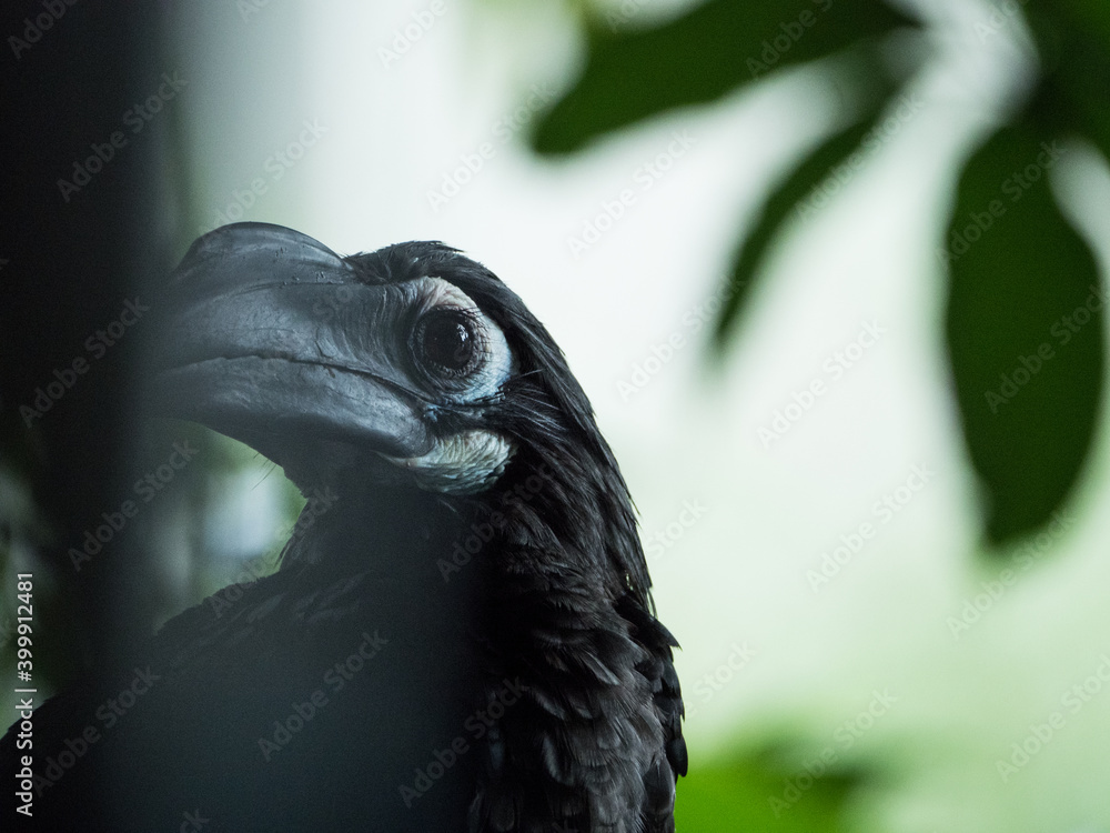 Fototapeta premium Close-up picture of hornbill bird