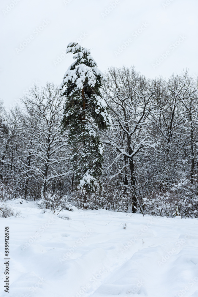 Snow-covered trees in the forest. Winter natural background. The tree bent under the weight of the snowdrifts. A walk in the winter park. Cloudy gray cold day. Tall pine trees. Snow is falling. Snow-covered trees in the forest. Winter natural background. The tree bent under the weight of the snowdrifts. A walk in the winter park. Cloudy gray cold day. Tall pine trees. Snow is falling.