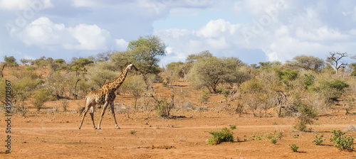 Tableau sur toile Panorama view of solitary adult giraffe walking alone in the sandy bushveld in K