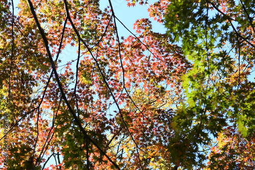 秋色の紅葉