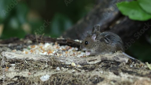 A cute wild baby Wood Mouse,  Apodemus sylvaticus, eating seeds sitting on a log in woodland. photo