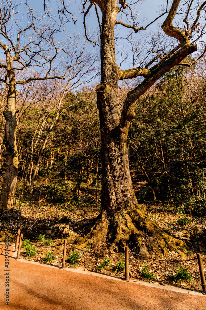 Old oak tree beside paved hiking trail in woodland park. Old oak tree beside paved hiking trail in woodland park.