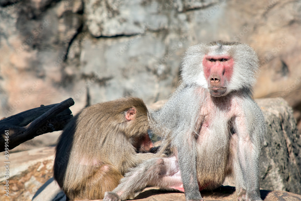 Fototapeta premium the young baboon is preening the old male baboon