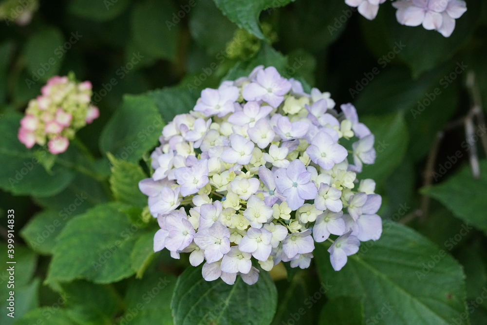 紫陽花 紫陽花