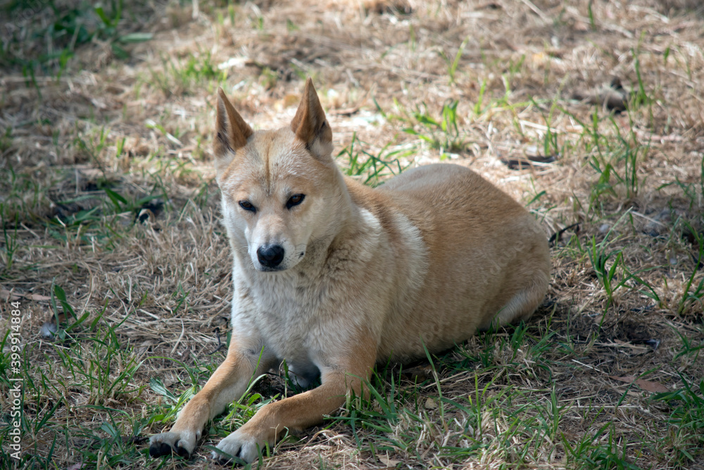 the golden dingo is resting on the grass