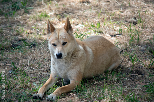 the golden dingo is resting on the grass © susan flashman