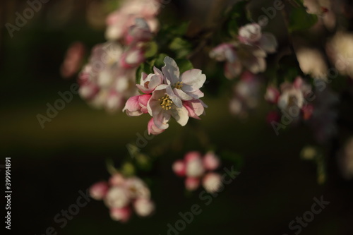 beautiful flowers on the apple tree in nature, apple blossoms in spring