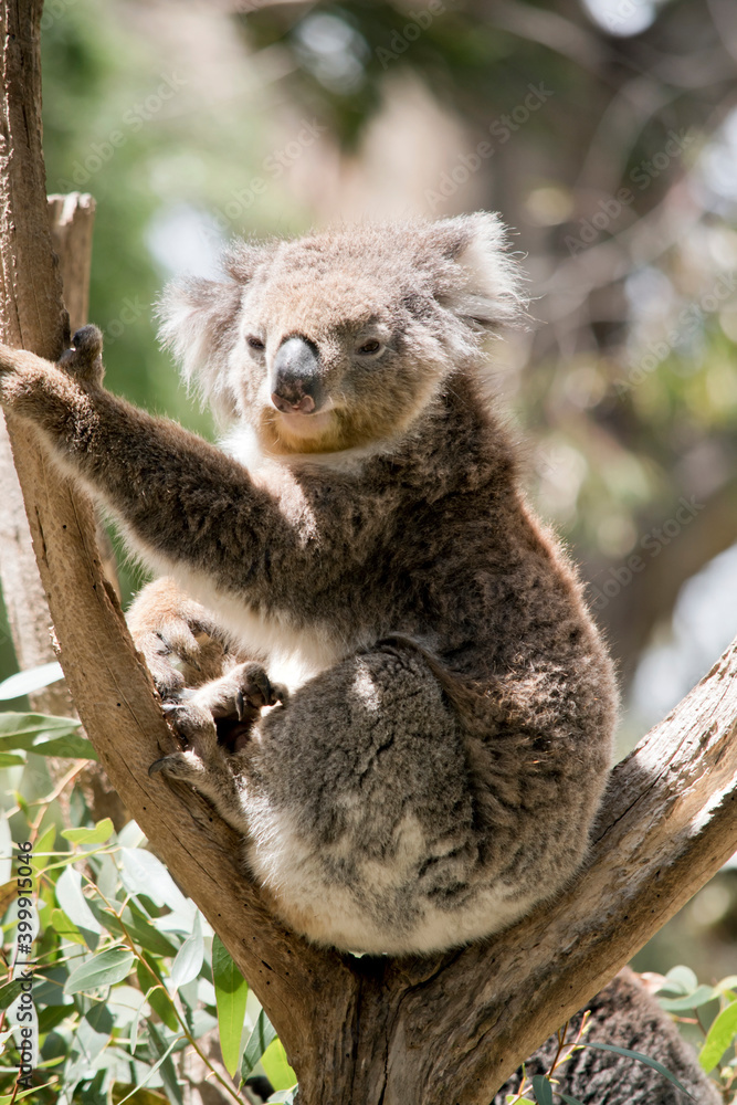 Obraz premium the koala is on the fork of a tree