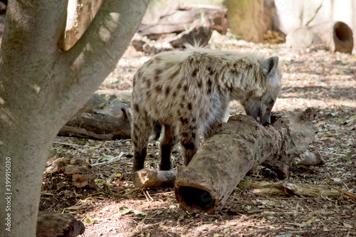 Foto this is a side view of a spotted hyena eating