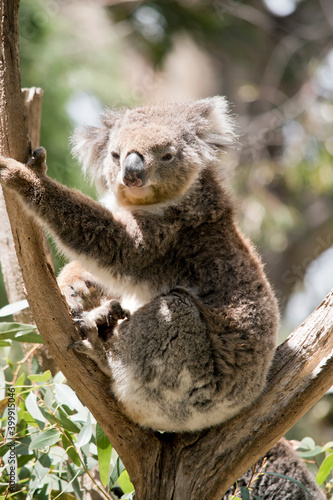the koala is on the fork of a tree © susan flashman