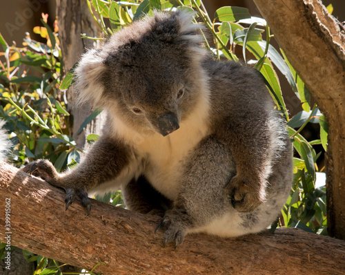 Fototapeta Naklejka Na Ścianę i Meble -  the koala is scratching himself