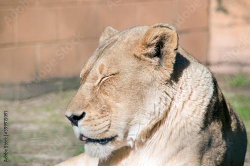 this is a close up of a lioness