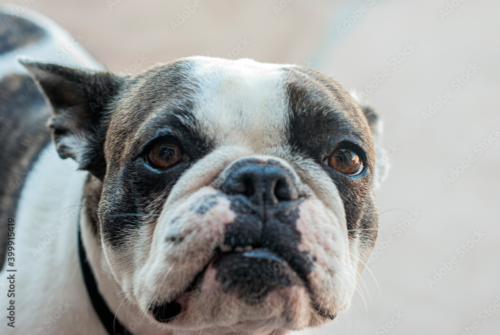 french bulldog portrait