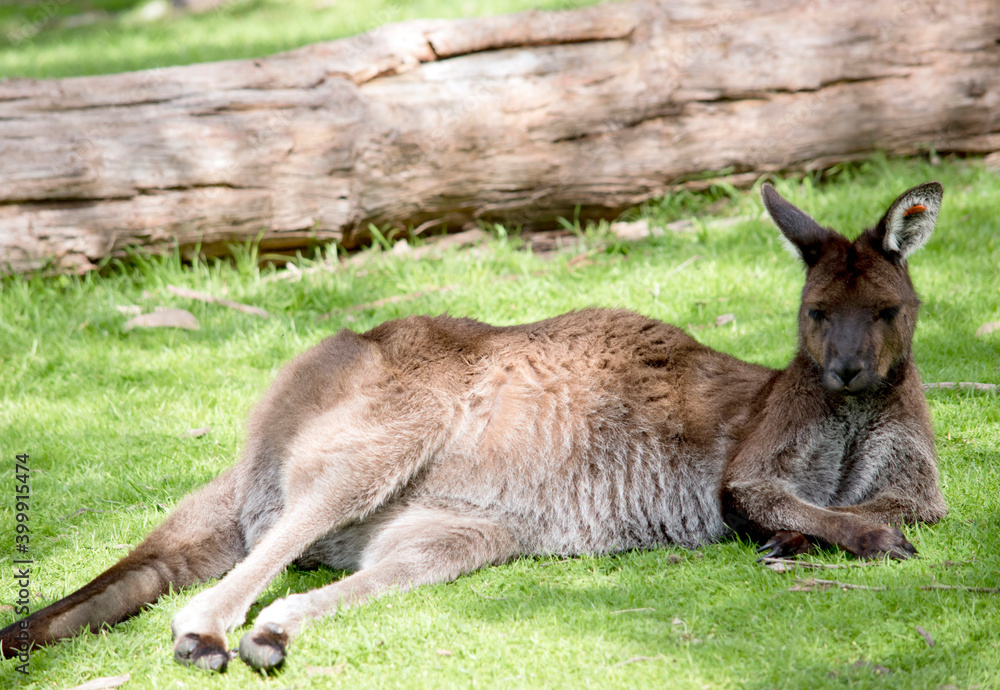 the western grey kangaroo is resting on the grass the western grey kangaroo is resting on the grass