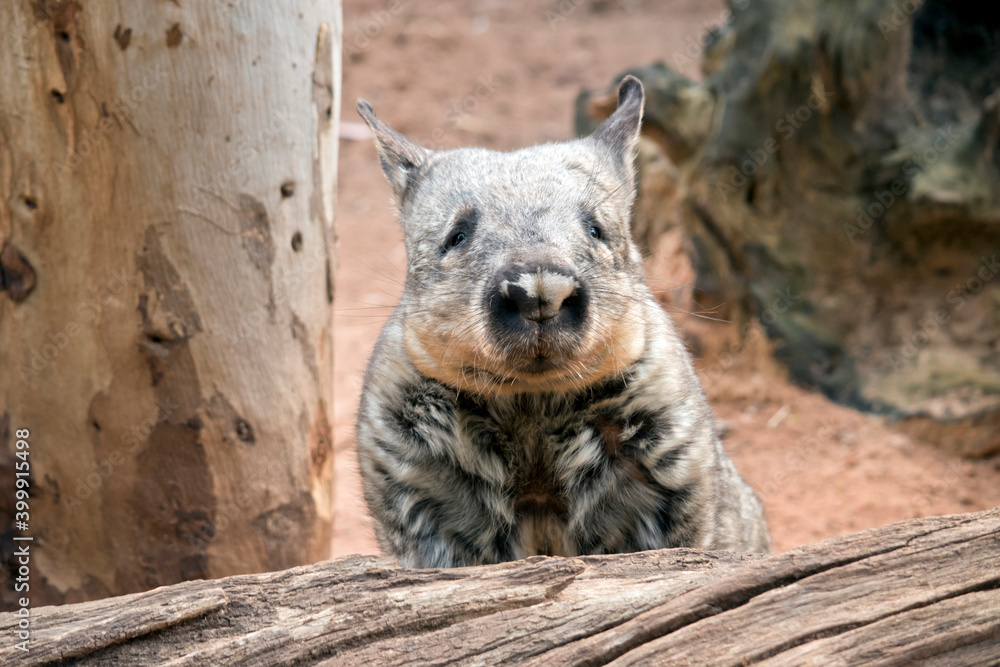 the wombat is climbing over the log the wombat is climbing over the log