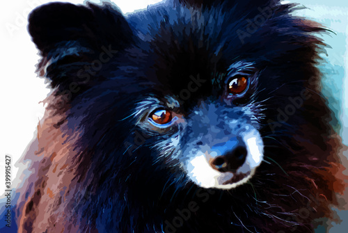 black and white pomeranian dog