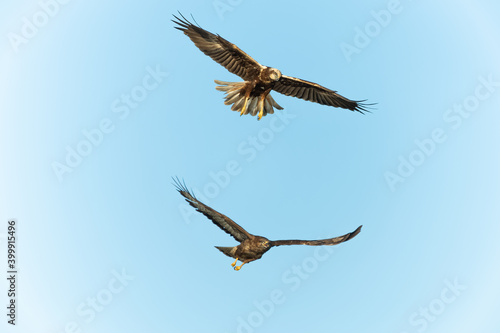 Female marsh harrier fighting with a common buzzard photo