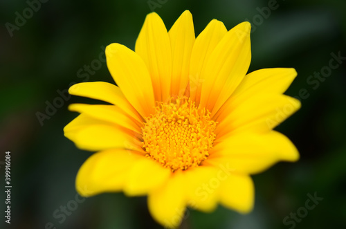                      Gazania flowers   