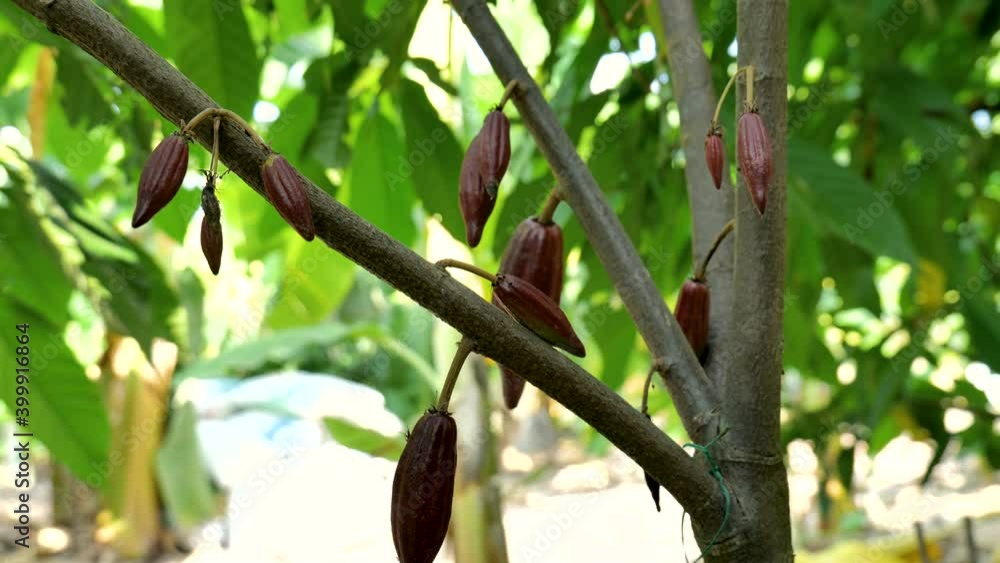 The cocoa tree with fruits, Cocoa-pods grow on the tree, cacao plantation in Thailand, Cocoa fruit hanging on the tree in the rainy season, Organic Cacao Tree in nature. The cocoa tree with fruits, Cocoa-pods grow on the tree, cacao plantation in Thailand, Cocoa fruit hanging on the tree in the rainy season, Organic Cacao Tree in nature.