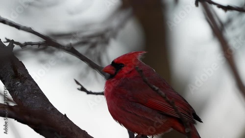 Beautiful single bright red male northern cardinal sitting perched in a small tree branch with other branches blurred in the bokeh beyond before jumping up and flying away.