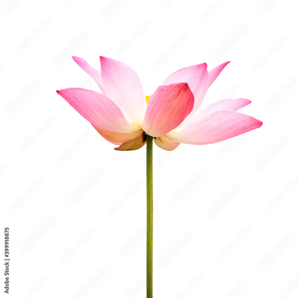 Pink lotus flower, waterlily isolated on white