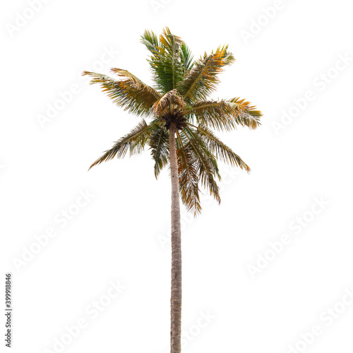 Coconut palm tree isolated on white