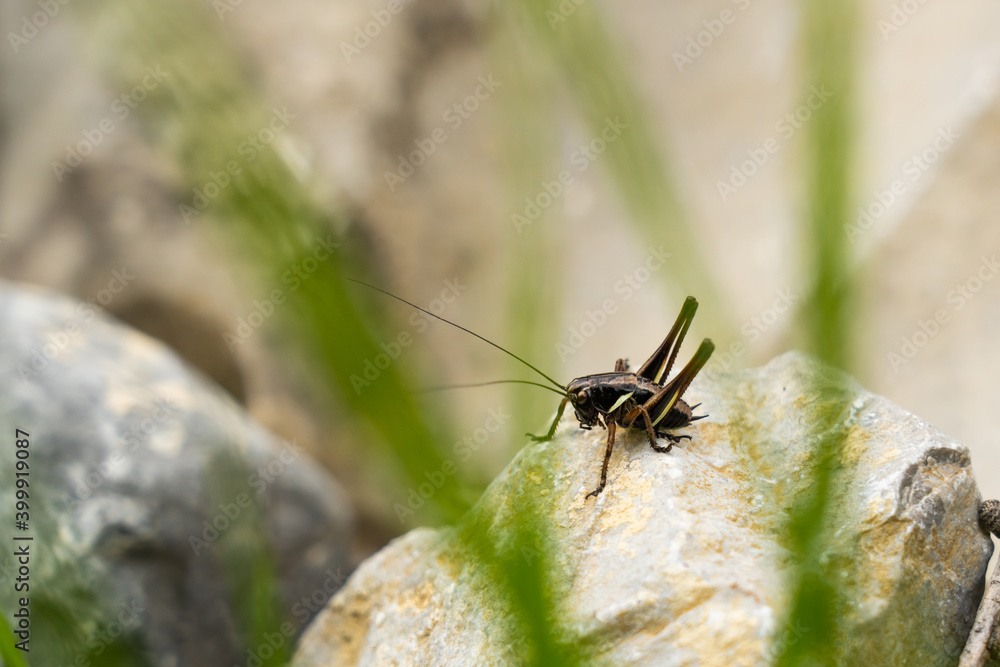 Alpine bush cricket Alpine bush cricket