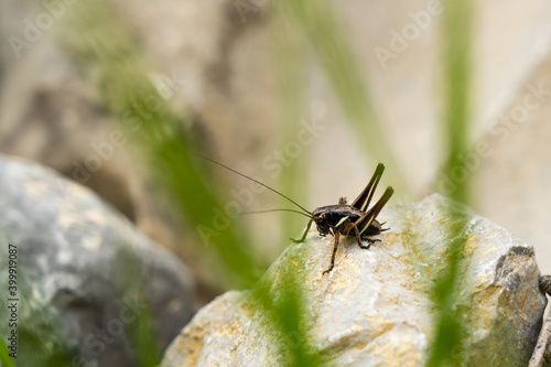 Alpine bush cricket