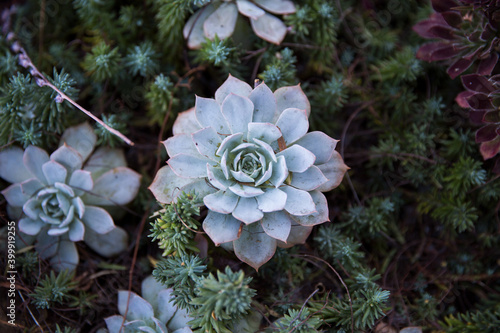 close up of a cactus plant