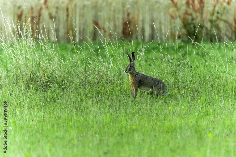 hare in the grass