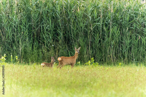 Fototapeta Naklejka Na Ścianę i Meble -  Roe deer with a fawn in a meadow