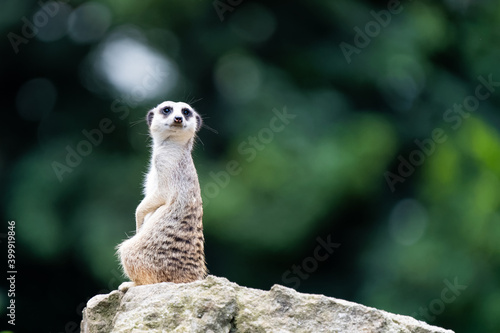 Closeup of a meerkat sitting on a rock © Thorsten Spoerlein
