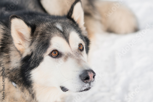 Alaskan malamute in winter forest. close up portrait. Looking up.
