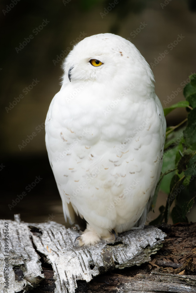 Snowy owl sitting on a log