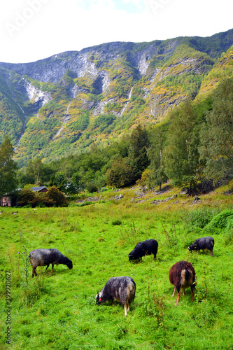 Black sheep grazing on the green meadow. Flam, Norway. Vertical view