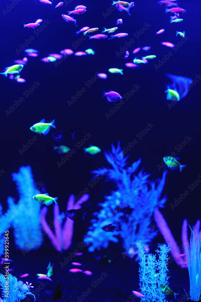 Neon glow fish color freshwater aquarium. Underwater world fish Aquarium in  the neon light. Blurry background. Selective Focus. Vertical Stock Photo