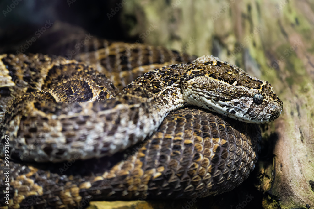 Close up of a snake Close up of a snake