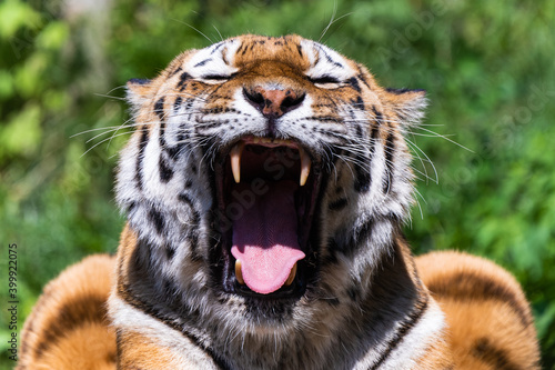 Closeup of a siberian tiger