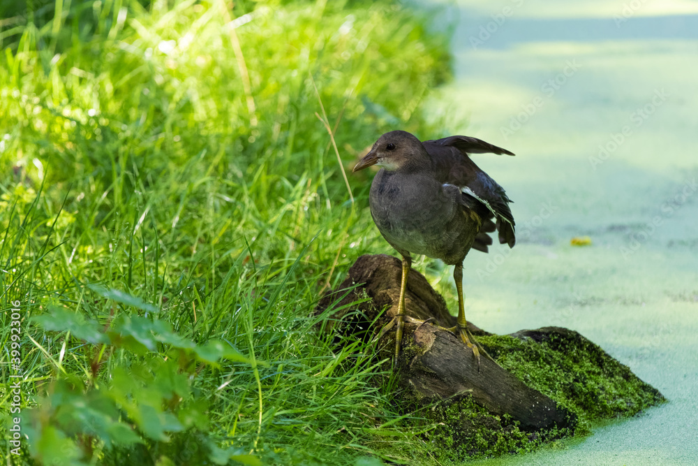 Obraz premium Common moorhen