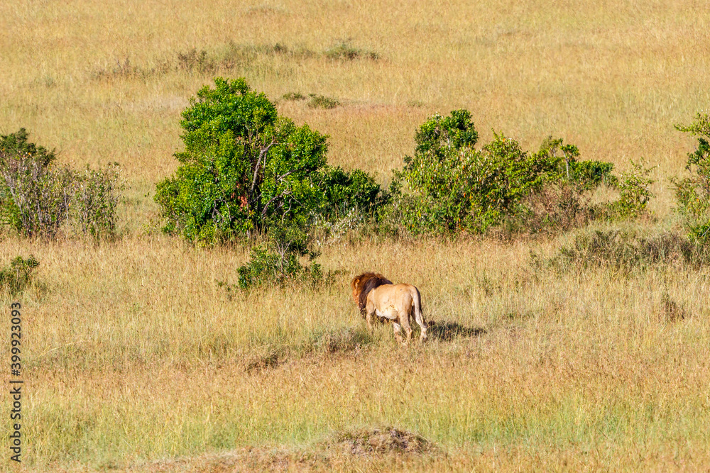 Savannah scenery with a wandering male lion Savannah scenery with a wandering male lion