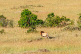 Savannah scenery with a wandering male lion